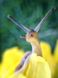 Close-up of insect on leaf