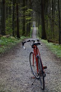 Bicycle on tree in forest