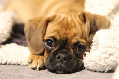 Close-up portrait of dog lying down