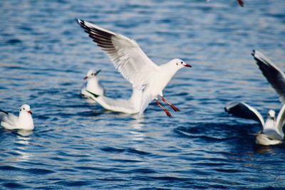 Seagulls flying over sea