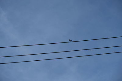Low angle view of birds perching on cable