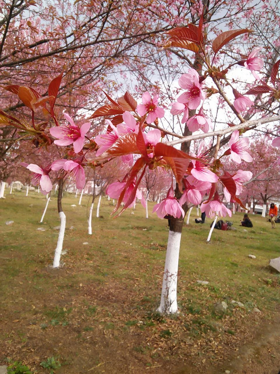 tree, flower, grass, branch, growth, beauty in nature, nature, tree trunk, pink color, freshness, field, park - man made space, tranquility, fragility, blossom, day, cherry blossom, cherry tree, landscape, tranquil scene