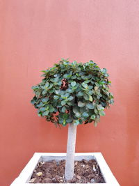 Close-up of potted plant against wall