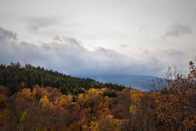 Scenic view of trees on landscape against sky