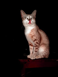 Portrait of cat sitting against black background