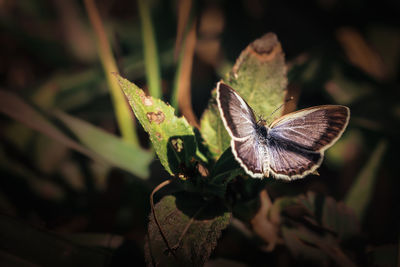 Close-up of butterfly on flower