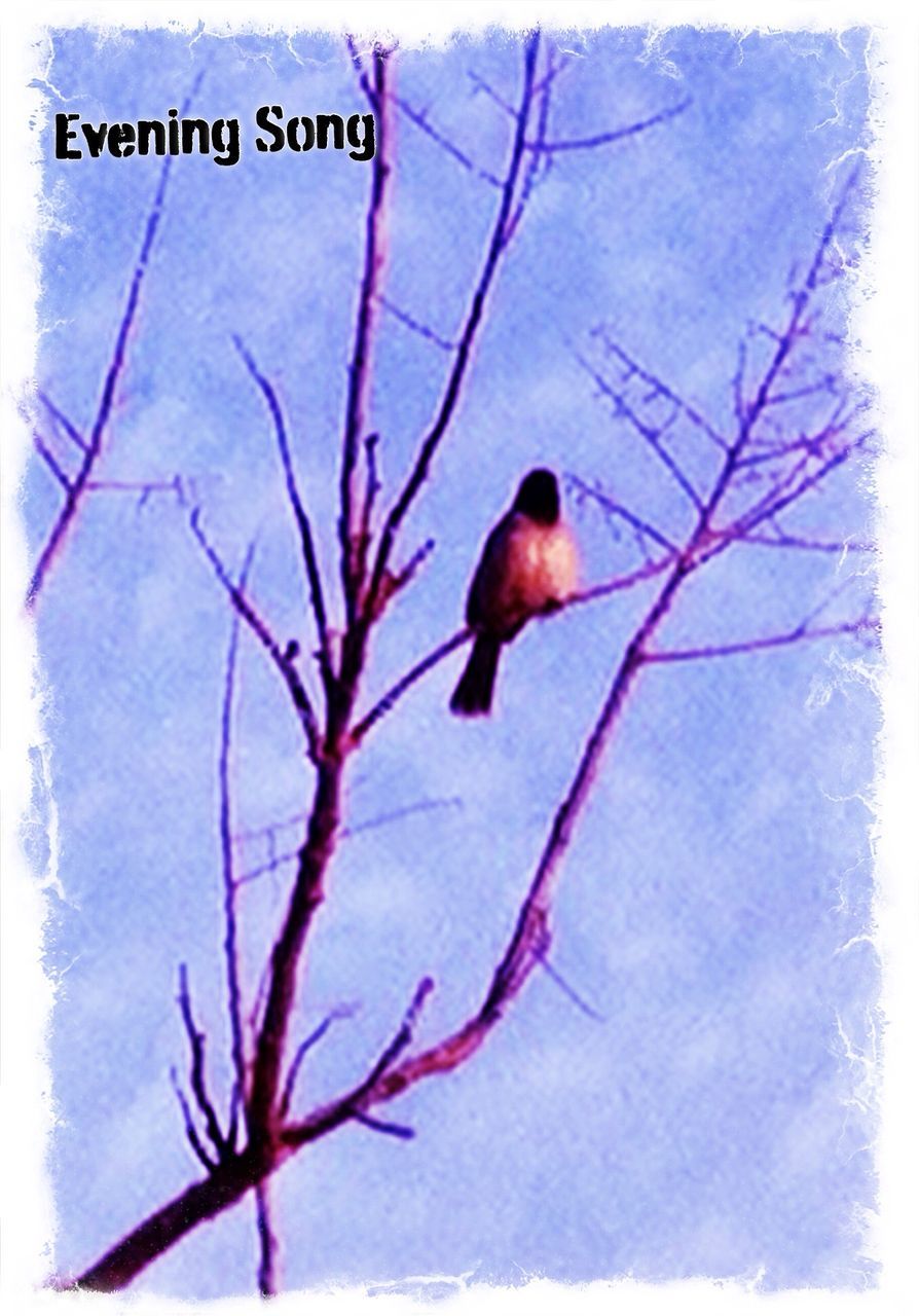 animal themes, bird, bare tree, branch, animals in the wild, one animal, wildlife, perching, low angle view, tree, full length, sky, nature, no people, outdoors, day, blue, auto post production filter, zoology, twig