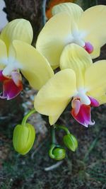 Close-up of yellow flowers