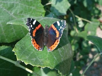 Butterfly on leaf