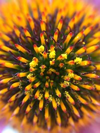 Close-up of yellow flower