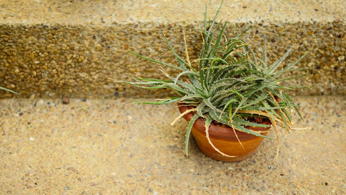 Close-up of fruit on plant