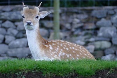 Portrait of giraffe on field