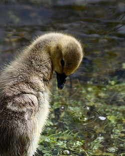 Close-up of a bird