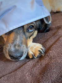 Portrait of dog lying on bed