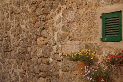 Plants growing on wall