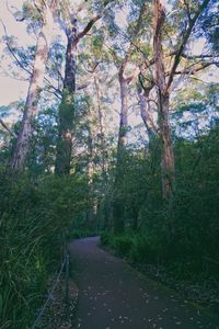 Trees growing in forest