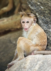 Portrait of lion sitting on rock