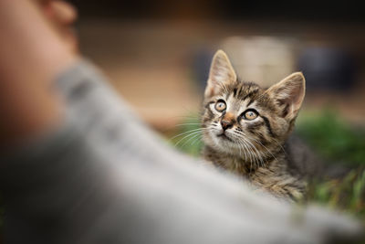 Close-up portrait of tabby cat