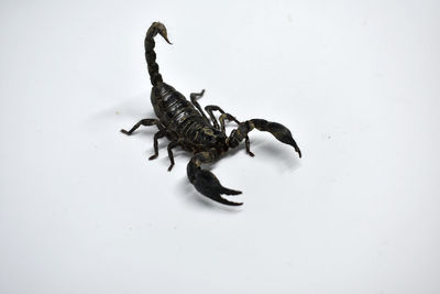 High angle view of lizard on white background