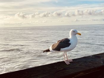 Seagull on a sea