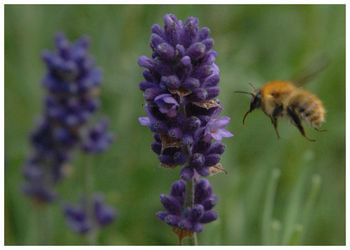 Close-up of bee on thistle flower