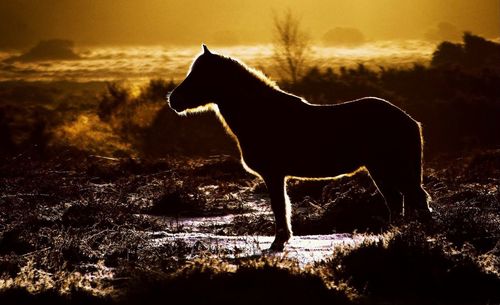 Silhouette horse on field during sunset