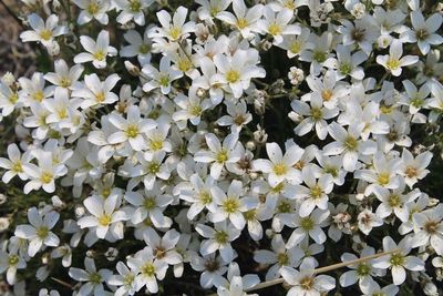 Close-up of flowers blooming outdoors