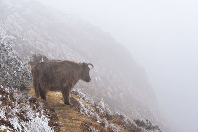 View of horse in snow