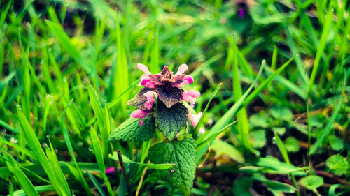 Close-up of purple flowers in field