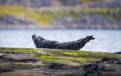 Close-up of seal on rock