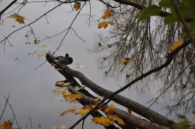 Low angle view of bird perching on tree against sky