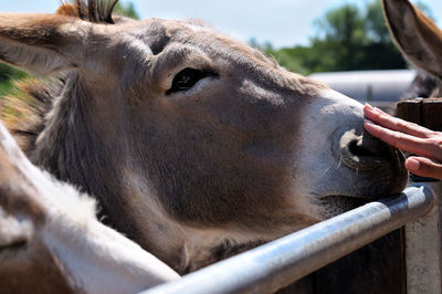 Close-up of horse outdoors