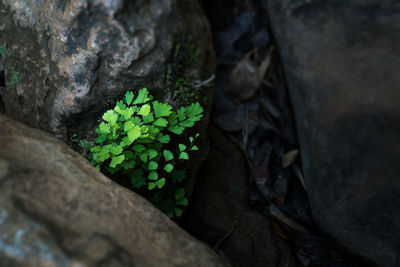 High angle view of plants