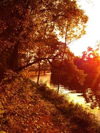 Trees against sky during sunset