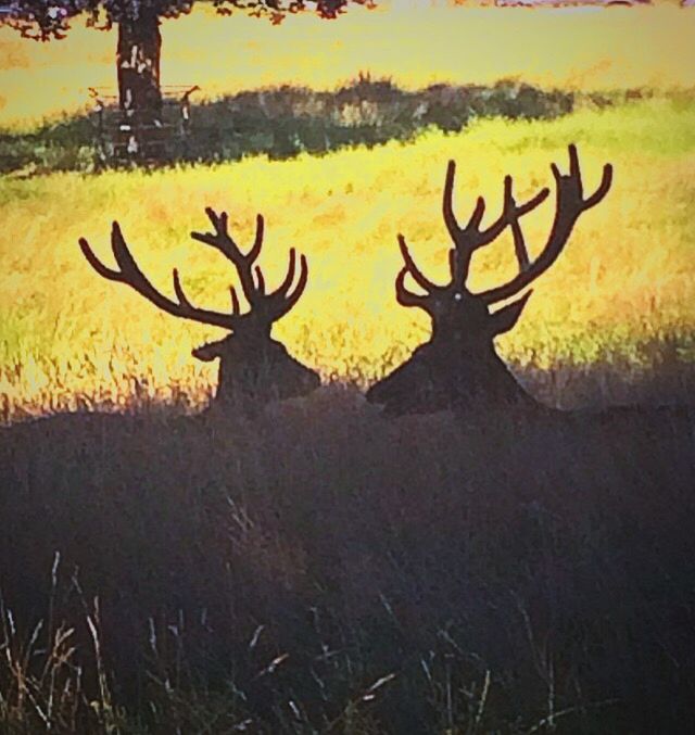 VIEW OF DEER ON FIELD