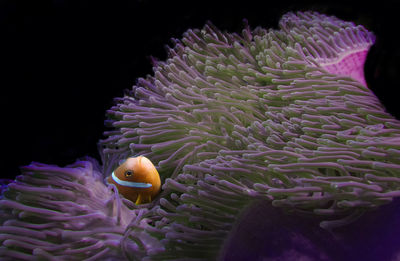 The maldives anemonefish is often found in beautifully coloured anemones amongst the coral