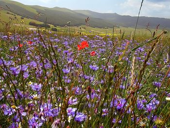 Flowers growing in field