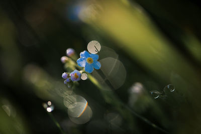 Close up of flowers