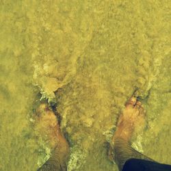 Trees in water