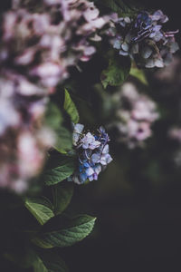 Close-up of purple flowering plant