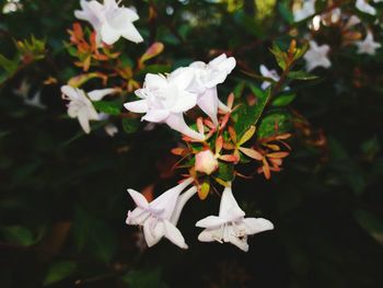 Close-up of pink flowers in park