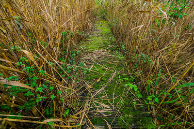 Plants growing on landscape