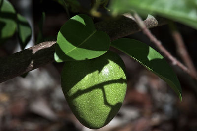 Close-up of green leaf