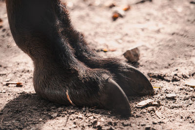 Close-up of a horse on sand