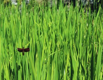 Close-up of insect on grass