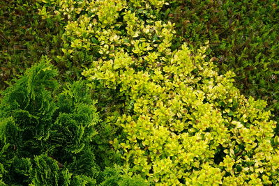 Full frame shot of fresh green plants