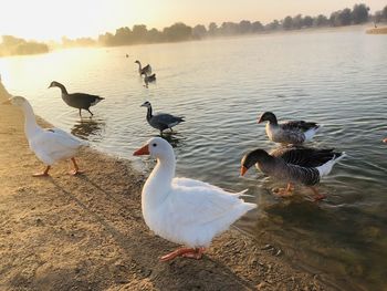 Seagulls at lakeshore