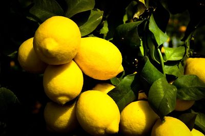 Close-up of fruits on tree