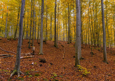 Trees in forest during autumn