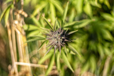 Close-up of dandelion on field